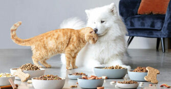 cane_gatto_pet_animali-630x330